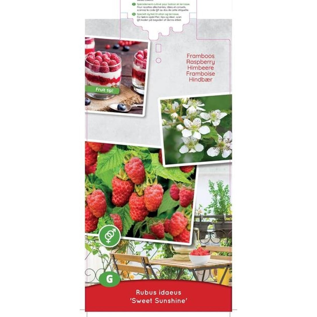 Hallon – Rubus idaeus 'Sweet Sunshine' - C5 50-60 CM